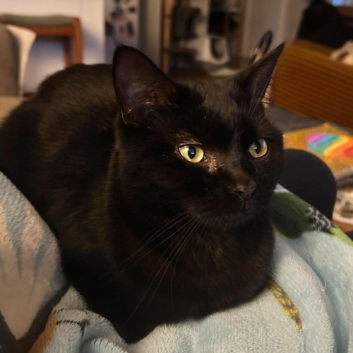 Ginnette *9 Lives Project Rescue*