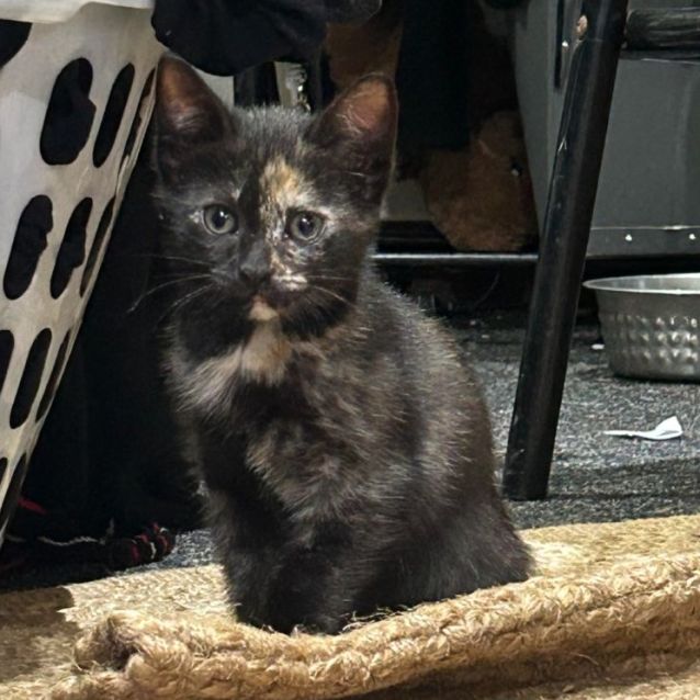 Photo of Peridot ** 2nd Chance Cat Rescue**