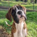 Photo of Ambrosia Or Aloysius