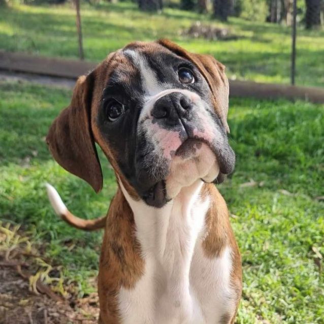 Photo of Ambrosia Or Aloysius