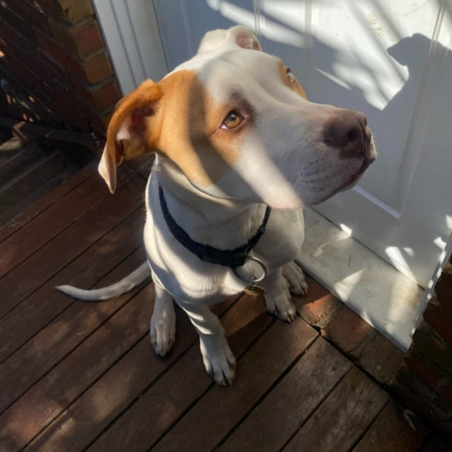 Photo of Truman