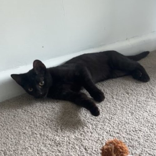 Grimalkin *9 Lives Project Rescue*