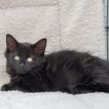 Photo of Loshi **2nd Chance Cat Rescue**