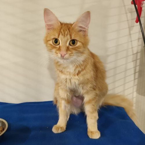 Natalie **2nd Chance Cat Rescue**