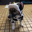 Photo of Ace