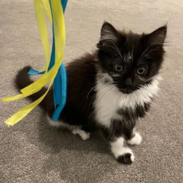 Photo of Zinc **2nd Chance Cat Rescue**