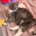 Photo of Snowdrop