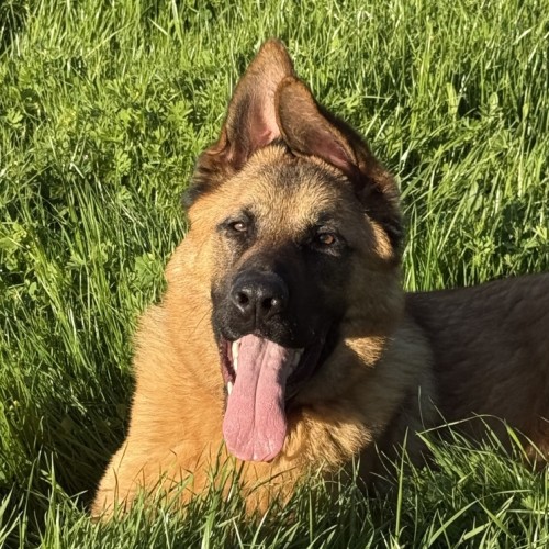 Tyson