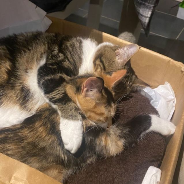 Photo of Kiri **2nd Chance Cat Rescue**