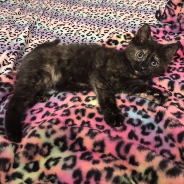 Photo of Diamond Jubilee