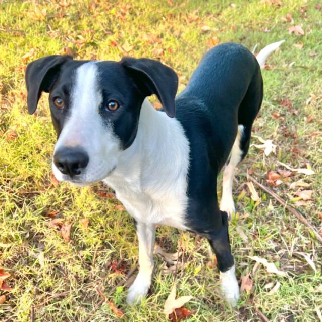 Photo of Badger