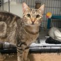 Photo of Astrid **2nd Chance Cat Rescue**