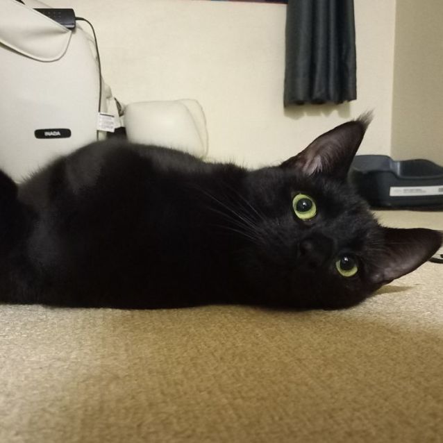 Photo of Atticus