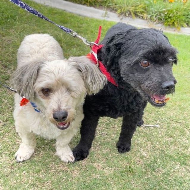 Photo of Toto