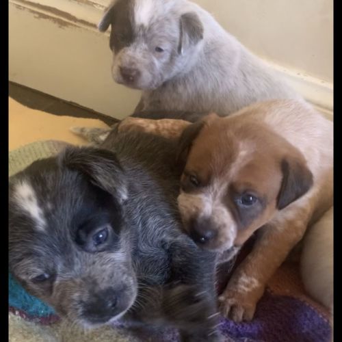 Stumpy Tail Cattle Puppies