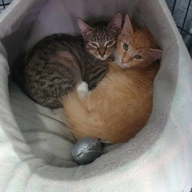 Photo of Cupid & Arrow *9 Lives Project Rescue*