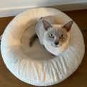 Photo of Nala