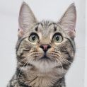 Photo of Wink   Located In Preston