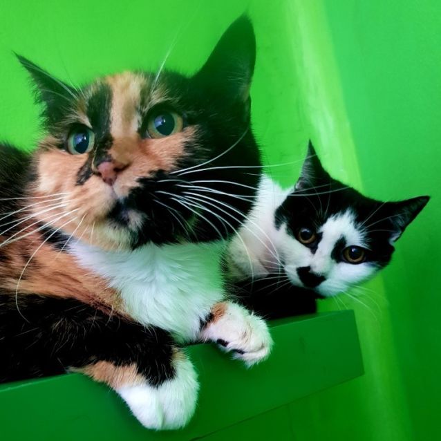 Photo of Chocolate And Mumma Puss