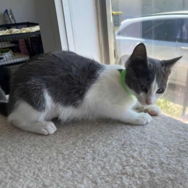 Photo of Ada *9 Lives Project Rescue*