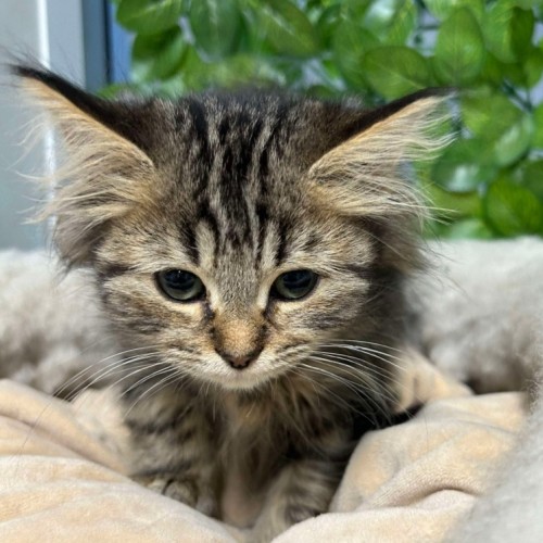 🎯 Maude 5916 🎯