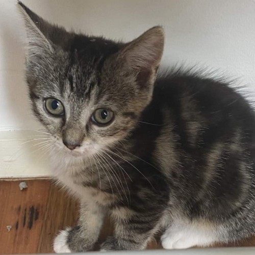 ⭐⭐Stella⭐⭐