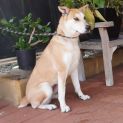 Photo of Indi