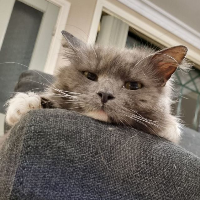 Photo of Enzo