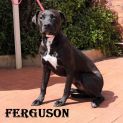 Photo of Ferguson 