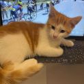 Photo of Tango**2nd Chance Cat Rescue