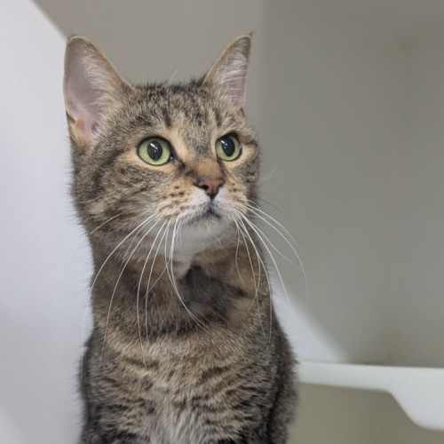 No photo for 💞 Tigger 6792 💞