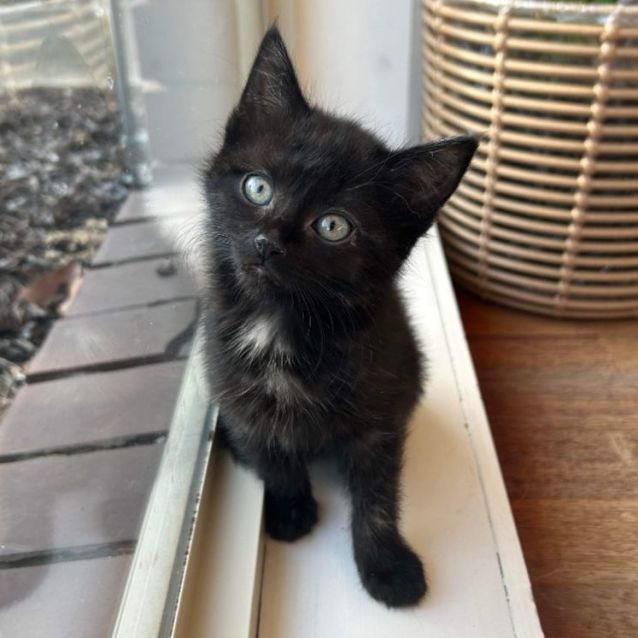 Photo of Donner *9 Lives Project Rescue*