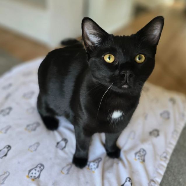 Photo of Jigglypuff (Located In Wantirna South)