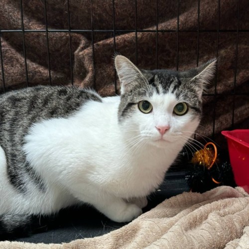 Prince**2nd Chance Cat rescue**