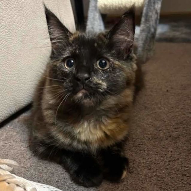 Photo of Chino (Located In Rowville)