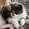 Photo of Katya ^^Dandy Cat Rescue^^