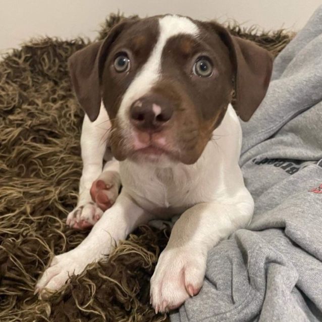 Photo of Puppy Peaches Dl2894