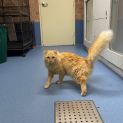 Photo of Honey