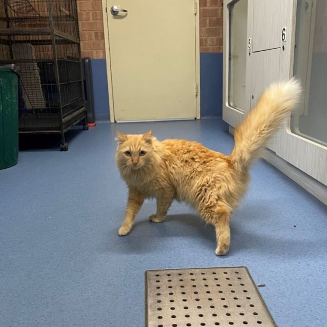 Photo of Honey