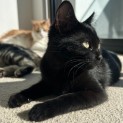 Photo of Pikelet