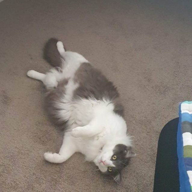 Photo of Louie