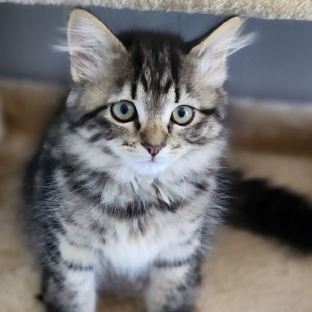 Photo of Cola ^^Dandy Cat Rescue^^