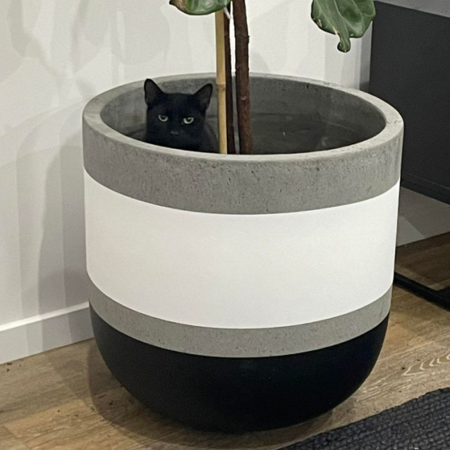 Photo of Allegra 🌹