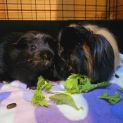 Photo of Spark & Coco