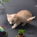 Photo of Dario