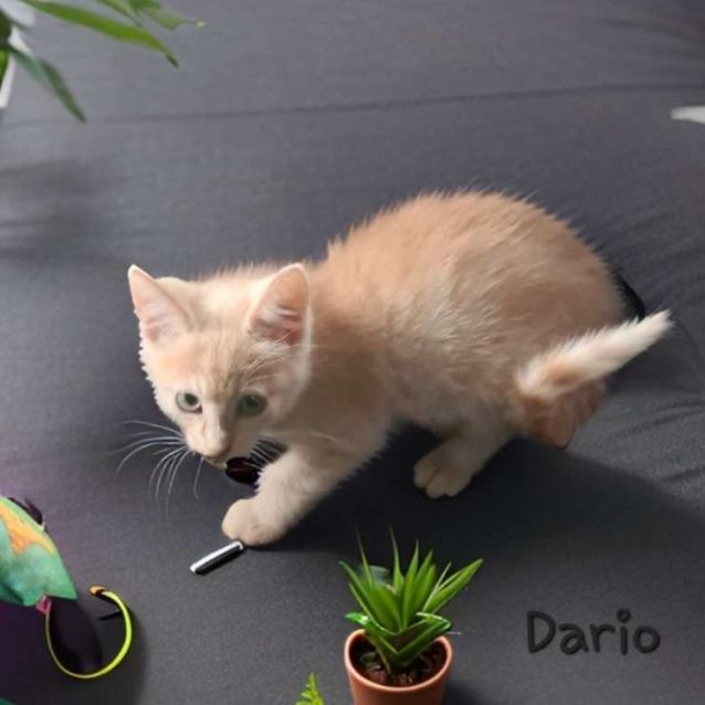 Photo of Dario