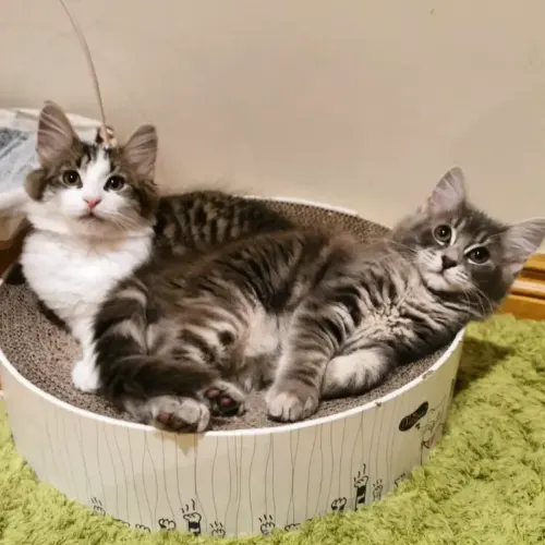 Ebony & Neffi (Located in Bentleigh East)