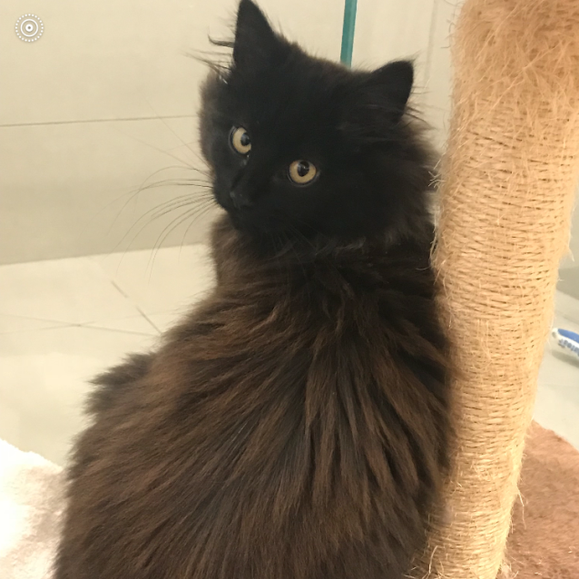Photo of Bellatrix ^^Dandy Cat Rescue^^