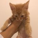 Photo of Waffle