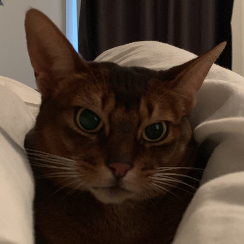 Suki